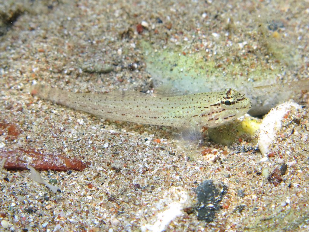 Gobius incognitus (M. Kovacic and R. anda, 2016) vs. Gobius bucchichi (Steindachner,1870)